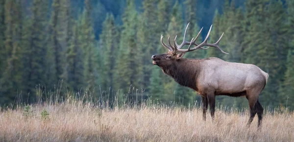 Bull Elk Wild — Stock Photo, Image