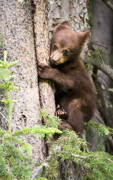 Чёрные Медведи Дикой Природе — стоковое фото