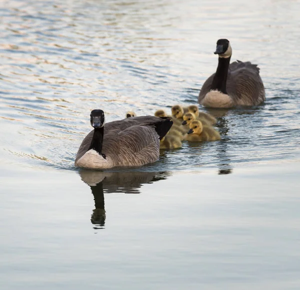 Canadá Família Gansos Natureza — Fotografia de Stock