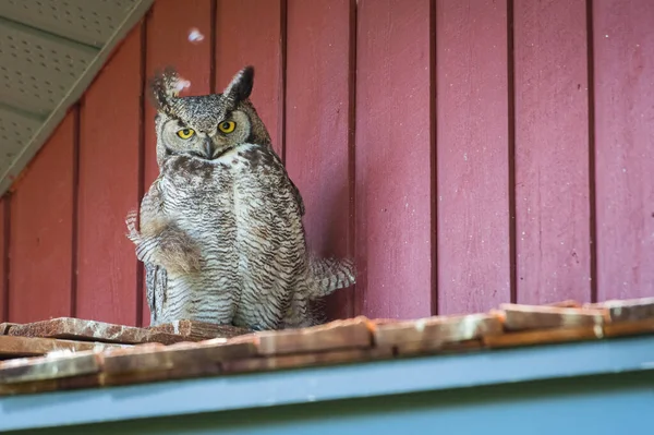 Grote Gehoornde Uil Wilde Natuur — Stockfoto