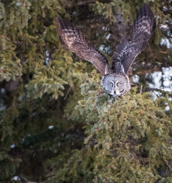 Grand Hibou Gris Dans Nature Sauvage Alberta Canada — Photo