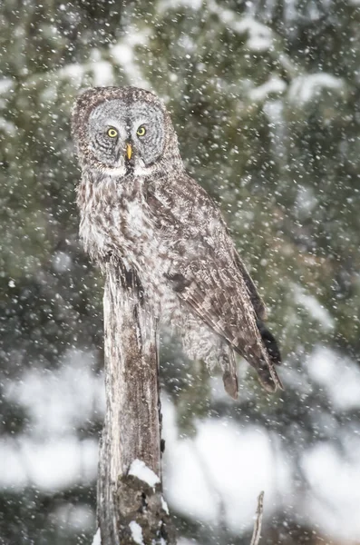 Great Grey Owl Wild Nature Alberta Canada — Stock Photo, Image