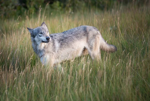 Lobo Cinzento Natureza Selvagem Jaspe Canadá — Fotografia de Stock