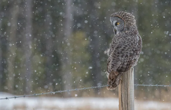 Grand Hibou Gris Dans Nature Sauvage Alberta Canada — Photo