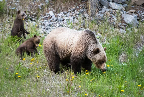 Grizzli Dans Nature — Photo