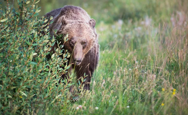 Grizzly Beer Het Wild — Stockfoto