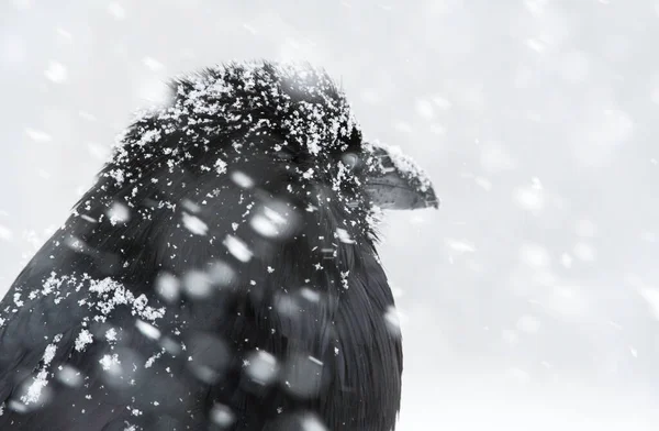 Raven Het Wild — Stockfoto