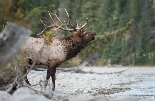 Wapiti Dans Nature — Photo