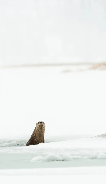 Flussotter Winter — Stockfoto