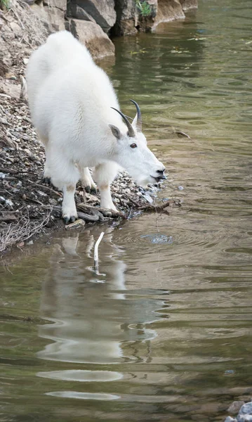 Mountain Goat Het Wild Nationaal Park Jasper Canada — Stockfoto