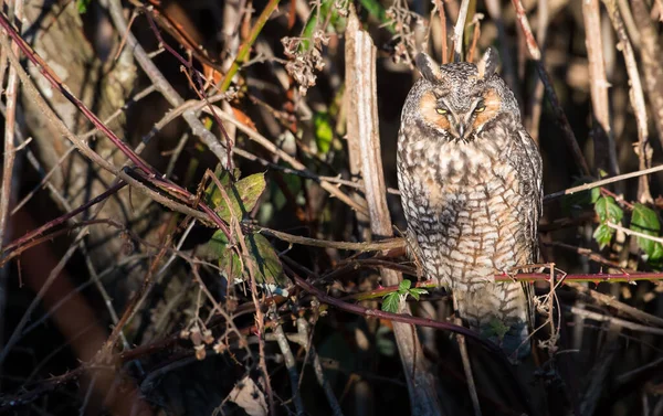 野生のフクロウの耳が長く — ストック写真