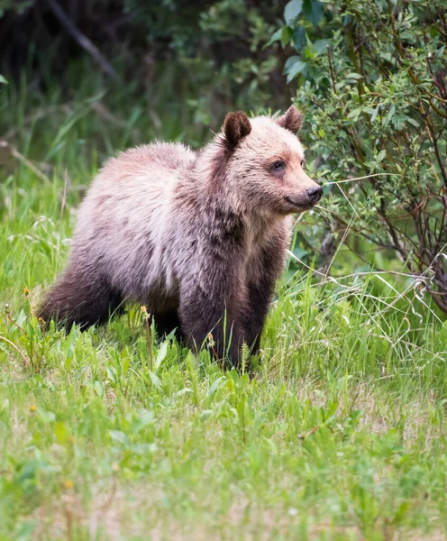 Urso Pardo Natureza — Fotografia de Stock