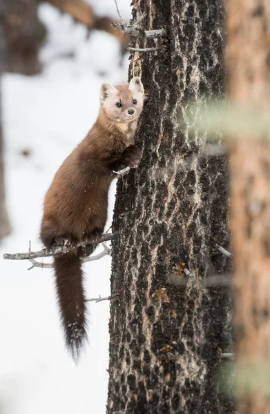 Martora Pino Seduta Sull Albero Nel Banff National Park Alberta — Foto Stock