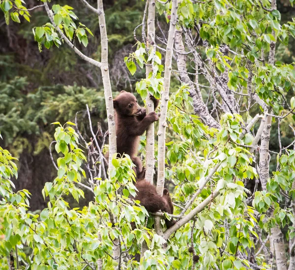 Urso Negro Natureza — Fotografia de Stock