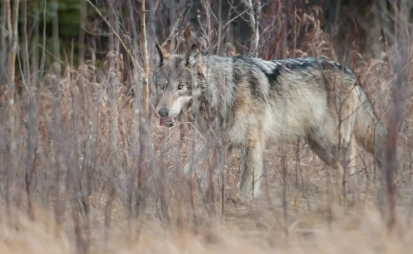 Loup Gris Dans Nature Sauvage — Photo