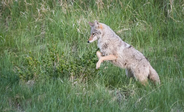 Coyote Dans Nature — Photo