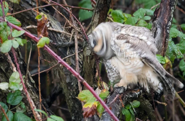 野生のフクロウの耳が長く — ストック写真