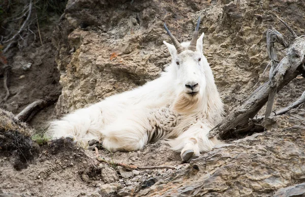 Mountain Goat Het Wild Nationaal Park Jasper Canada — Stockfoto