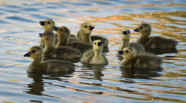 野生のカナダのガチョウの家族 — ストック写真