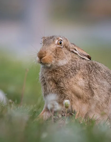 Lièvre Amérique Dans Nature — Photo