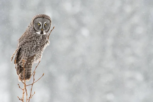 Grand Hibou Gris Dans Nature Sauvage Alberta Canada — Photo