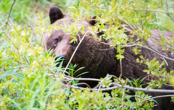 Urso Pardo Natureza — Fotografia de Stock