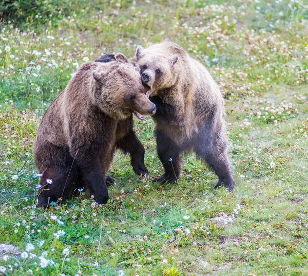 Grizzlyberen Het Wild — Stockfoto