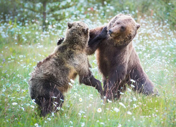 Grizzlyberen Het Wild — Stockfoto