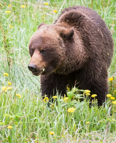 Grizzlybjørn Naturen – stockfoto