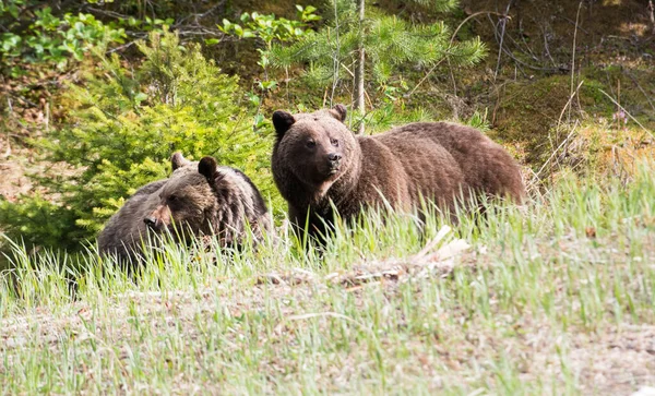 야생의 회색곰 — 스톡 사진