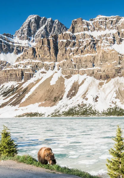 Grizzlybjörn Det Vilda — Stockfoto