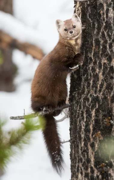 Pine Marten Sentado Árvore Banff National Park Alberta Canadá — Fotografia de Stock