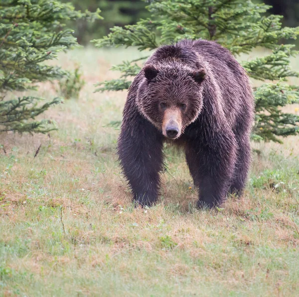 Orso Grizzly Canadese Natura — Foto Stock