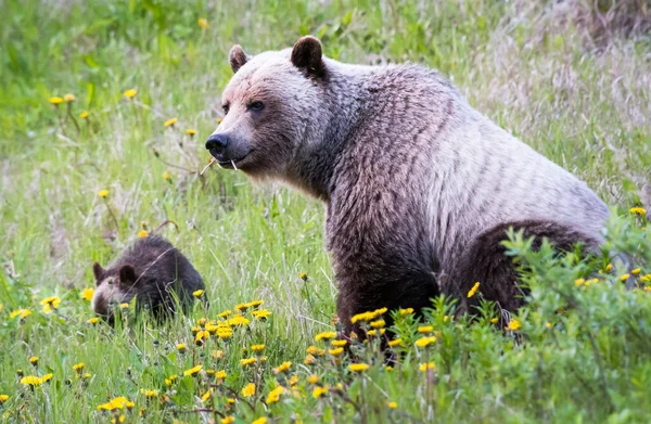 Medvěd Grizzly Divočině — Stock fotografie