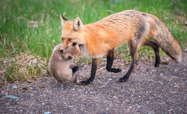 野生の自然界の草の上で一緒にかわいい赤いキツネ — ストック写真