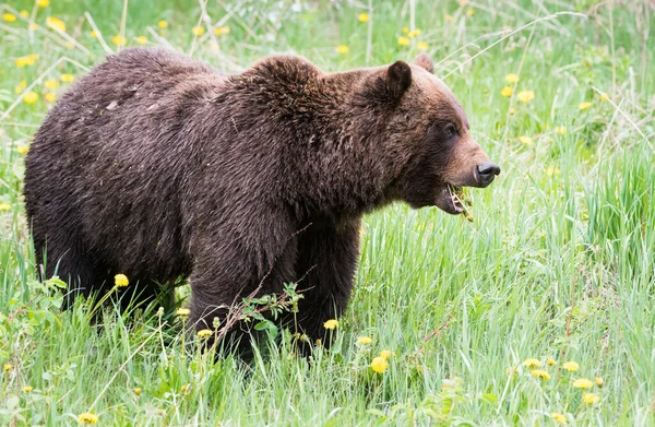 Grizzli Dans Nature — Photo