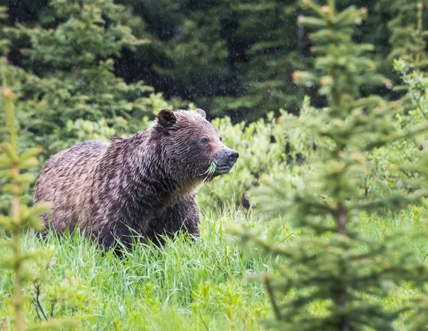 Urso Pardo Natureza — Fotografia de Stock