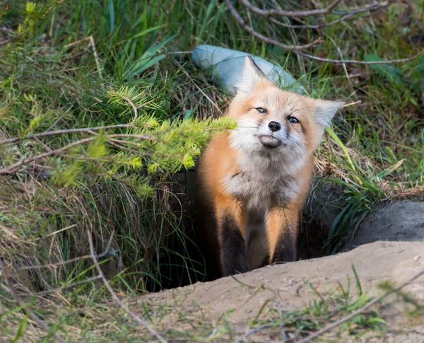 公园里美丽的红狐狸风景 — 图库照片