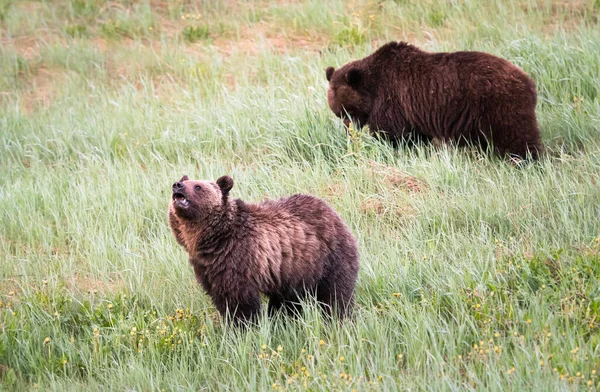 Grizzli Dans Nature — Photo