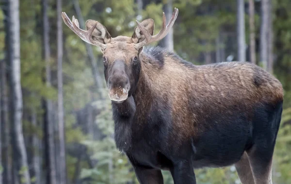 Alce Toro Parque Nacional Jaspe Canada — Foto de Stock