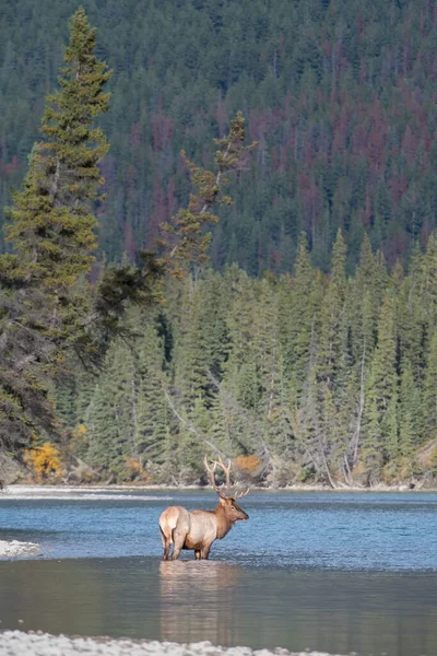 Bull Elk Rut — Stockfoto