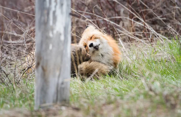 Schilderachtig Uitzicht Prachtige Rode Vos Park — Stockfoto