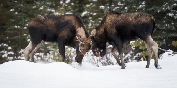 Moose Rut — Stock Photo, Image