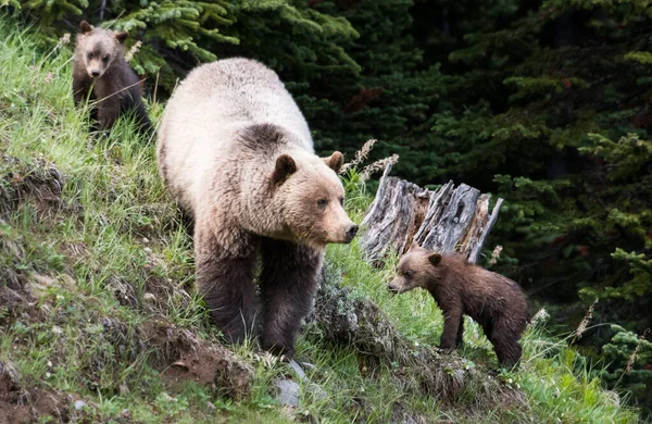 Grizzlybär Freier Wildbahn — Stockfoto