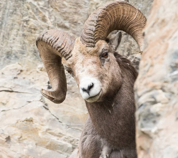 Bighorn Ram Natureza — Fotografia de Stock