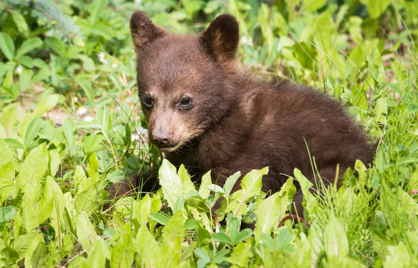 Ours Noir Dans Nature — Photo