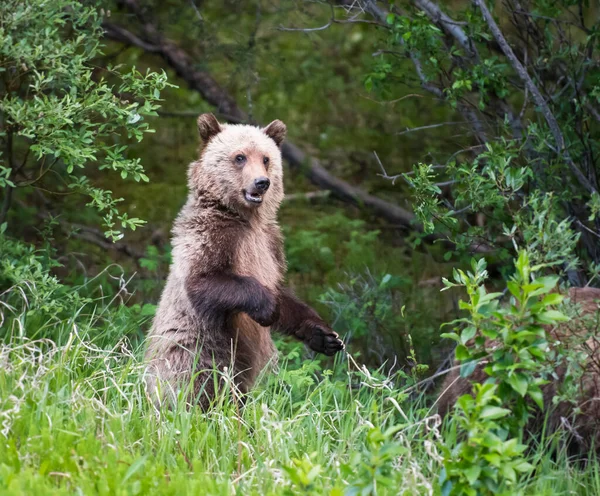 Grizzly Bears Wild — Stock Photo, Image