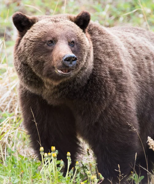 Grizzly Medve Vadonban — Stock Fotó