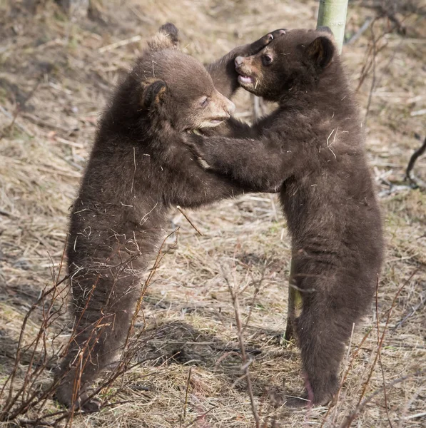 Preto Urso Selvagem — Fotografia de Stock