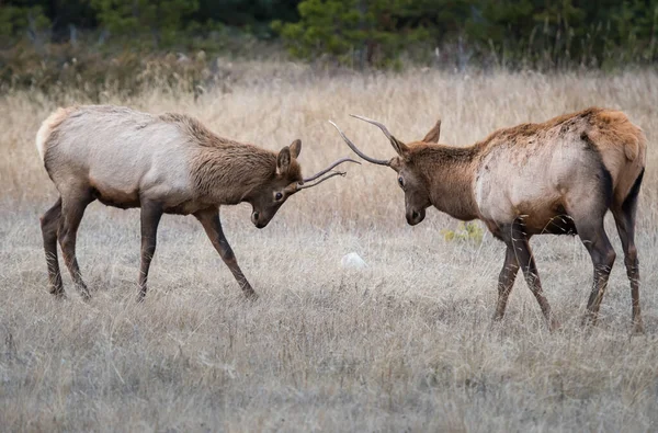 Bull Elk Tijdens Rut — Stockfoto